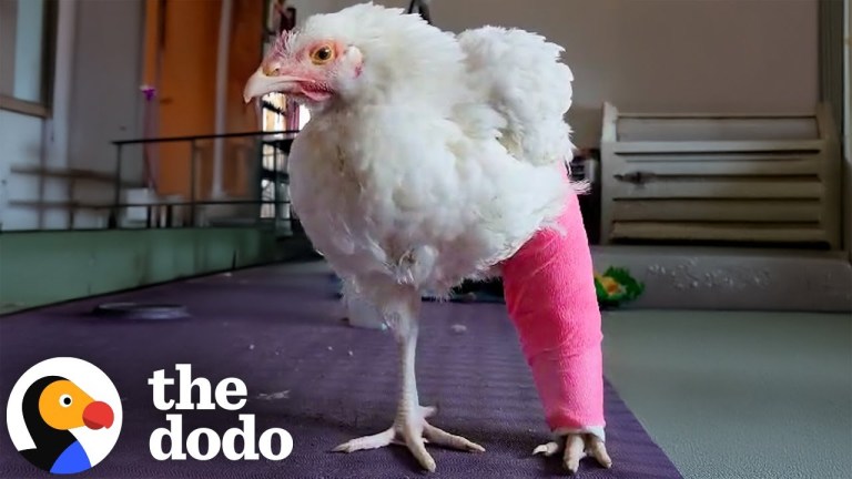 Chicken With Backwards Leg Walks Again